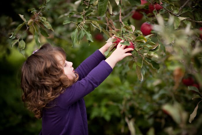 close up of a little brunette haired girl reaching out to a low baring tree branch to pick some red apples.