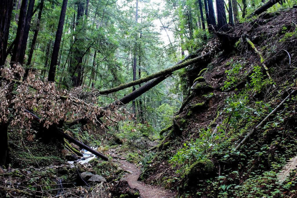 Hiking path going through a beautiful green forest.